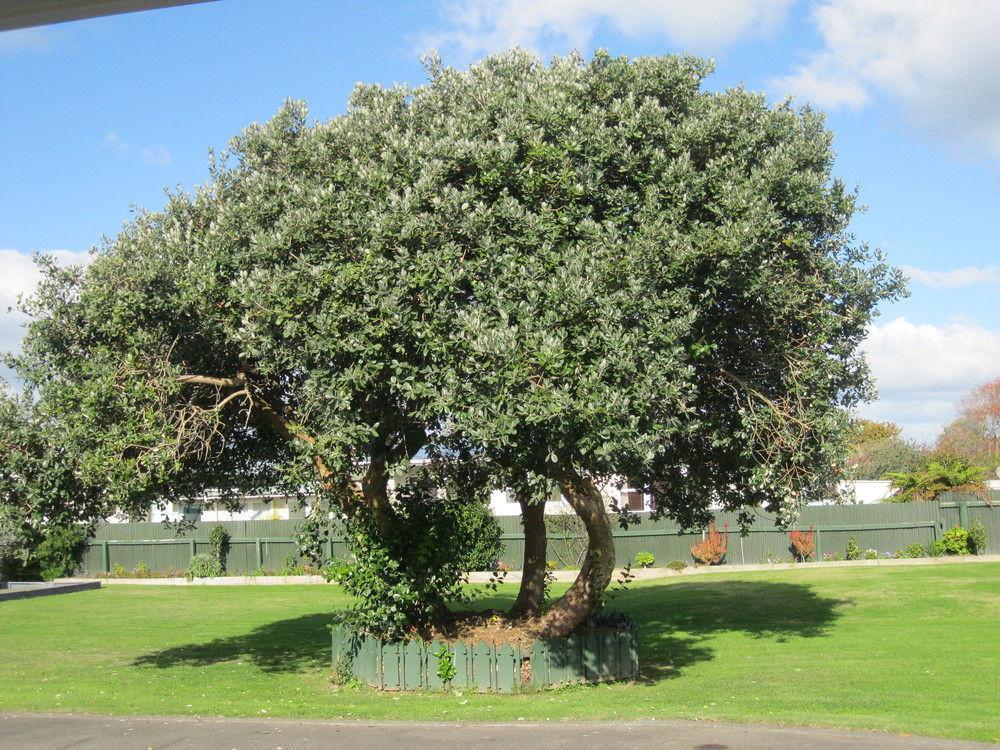 Napier Garden Motel Bagian luar foto